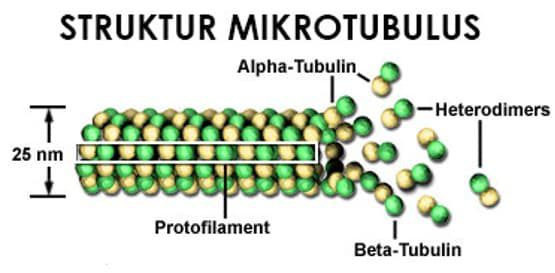 mikrotobulus-4489691