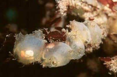 molgula-sp-1340438