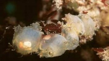molgula-sp-5157639-2380633-jpg