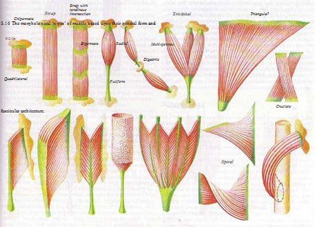 morfologi-otot-7635803