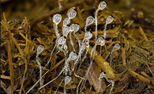 mucor-hiemalis-1592013