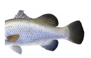 neoceratodus-forster-1329230