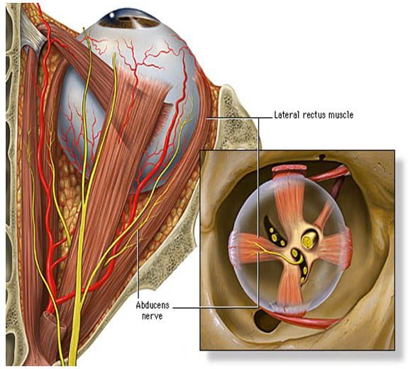 nervus-abducens-saraf-otak-vi-7415306