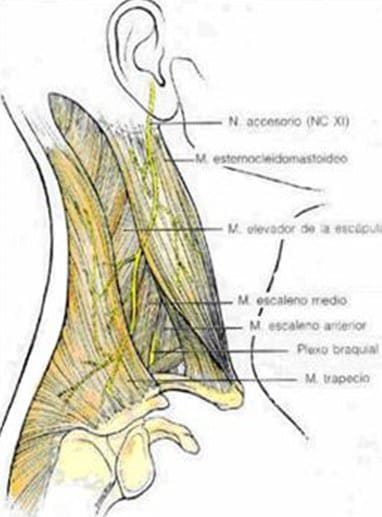 nervus-accessorius-saraf-otak-xi-6312331