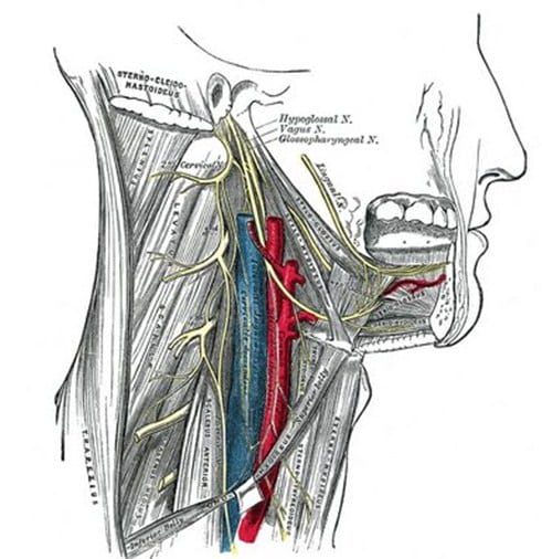 nervus-hypoglossus-saraf-otak-xii-4417193