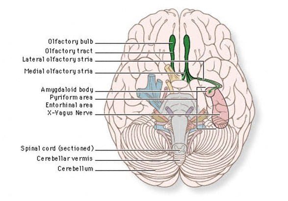 nervus-olfactorius-saraf-otak-i-9278024