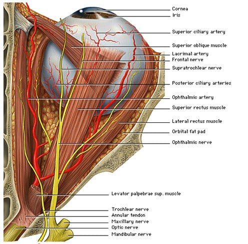 nervus-trochlearis-saraf-otak-iv-1973906