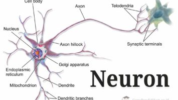 neuron-sel-saraf-7432253-3466739-jpg