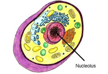 nukleolus-6742300