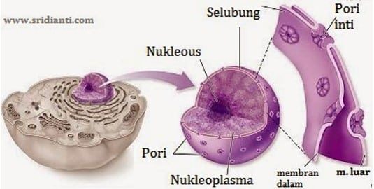 nukleoplasma-4283235