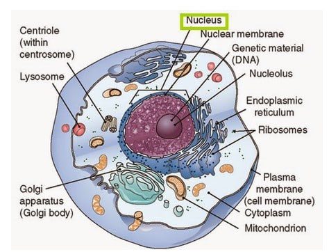 nukleus-8861490