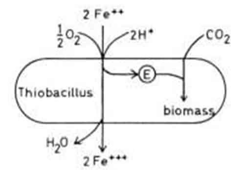 oksidasi-dan-reduksi-besi-oleh-bakteri-thiobacillus-ferrooxidans-6828310