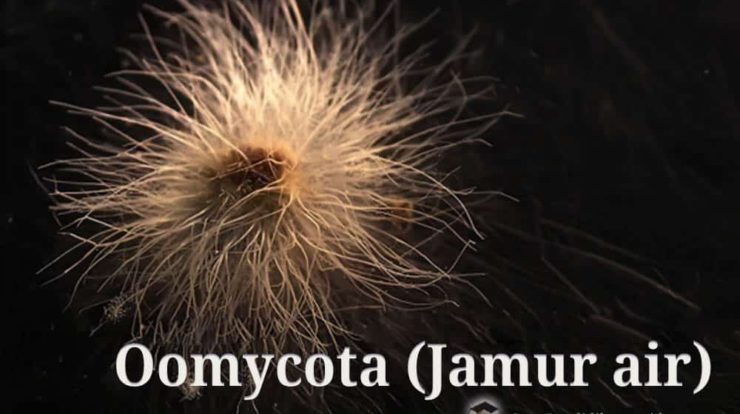 oomycota-jamur-air-4774865-3193182-jpg