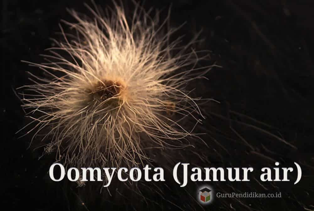 oomycota-jamur-air-6834692