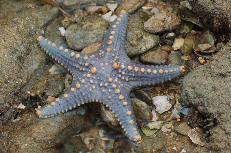 ordo-asteroidea-6785805