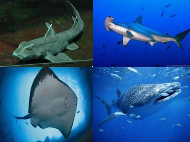 ordo-chondrichthyes-3597779