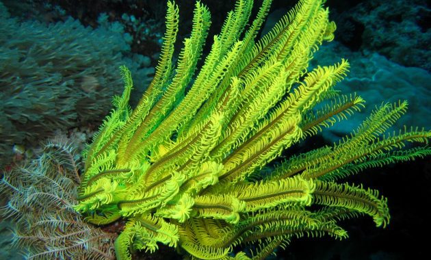 ordo-crinodea-630x380-7396206