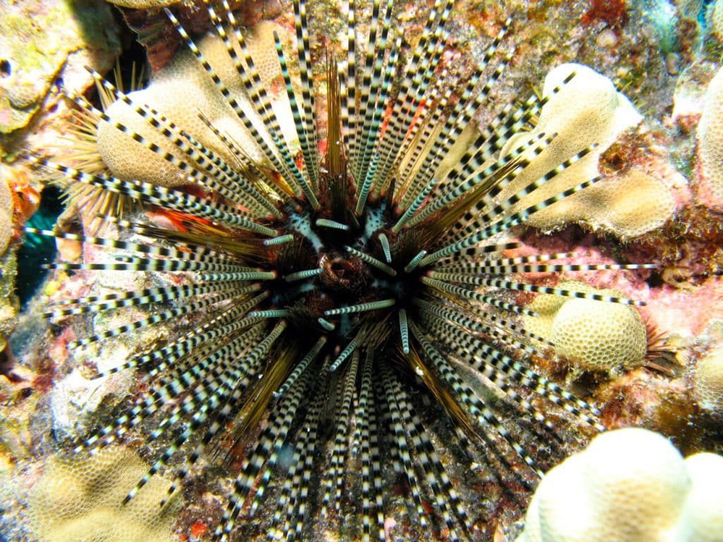 ordo-echinoidea-1549776