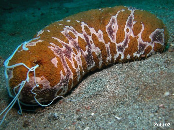 ordo-holothuroidea-1284368