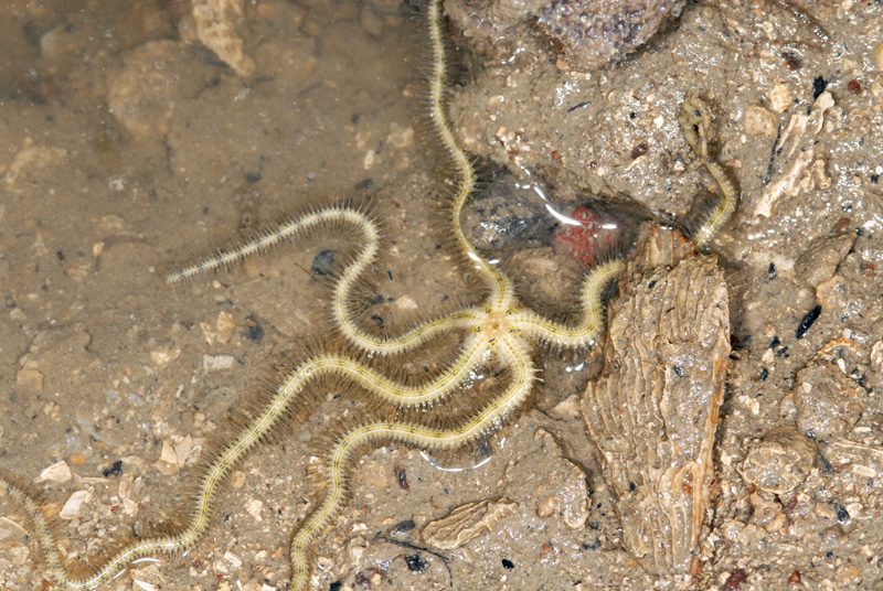 ordo-ophiuroidea-7550914