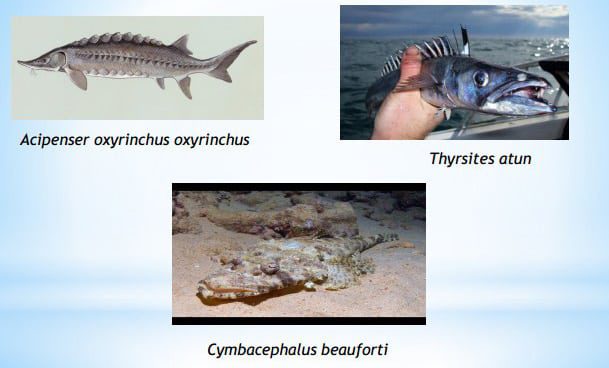 ordo-osteichthyes-1-1074027