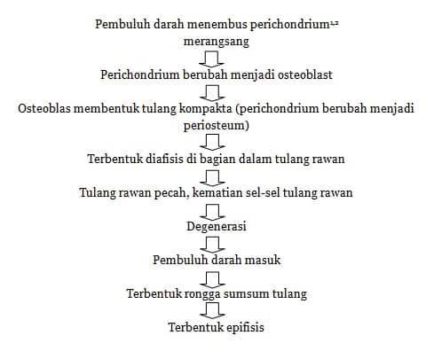 osifikasi-endokondral-3376306