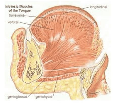 otot-internal-lidah-2789542