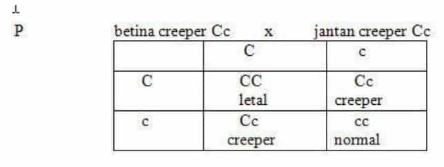pada-ayam-creeper-3873206