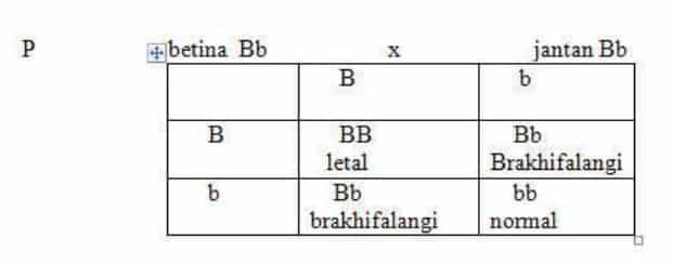 pada-manusia-dikenal-brakhifalangi-3587969