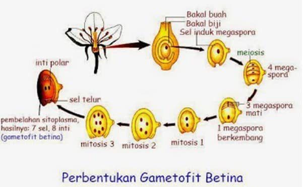pembentukan-gametofit-betina-4672550