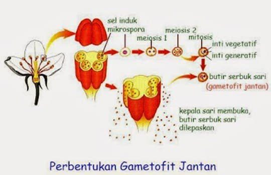 pembentukan-gametofit-jantan-9626819