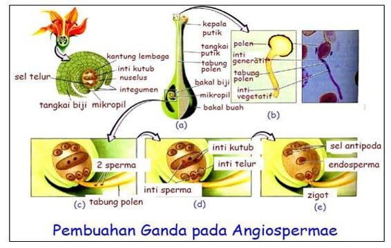 pembuahan-ganda-angiospermae-2465286