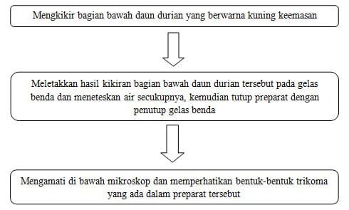 pengamatan-trikoma-pada-daun-durian-2048155