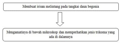 pengamatan-pada-daun-begonia-8419414