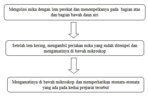 pengamatan-pada-bagian-atas-dan-bawah-daun-sirih-merah-2087697