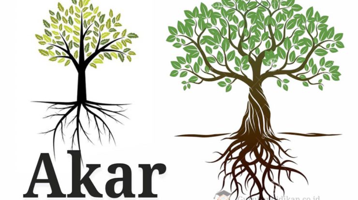 pengertian-akar-jenis-sifat-dan-fungsi-6007527-3218775-jpg