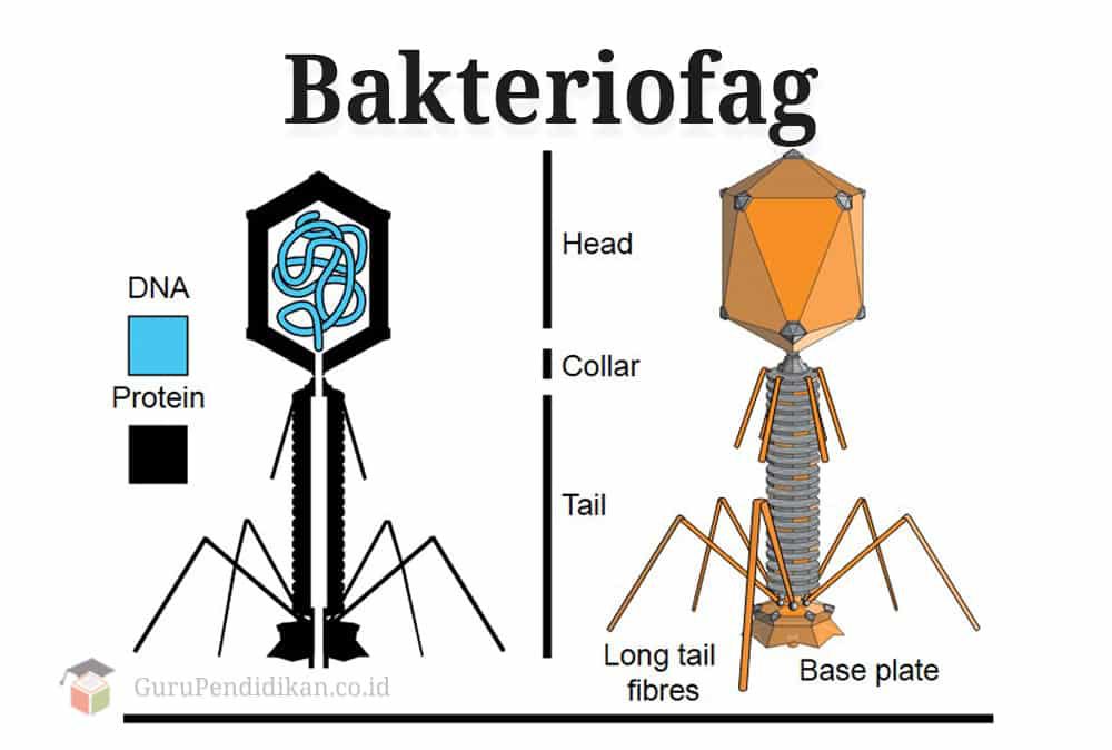 pengertian-bakteriofag-2702555