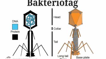 pengertian-bakteriofag-3838605-6748427-jpg