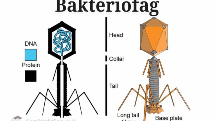pengertian-bakteriofag-3838605-6748427-jpg