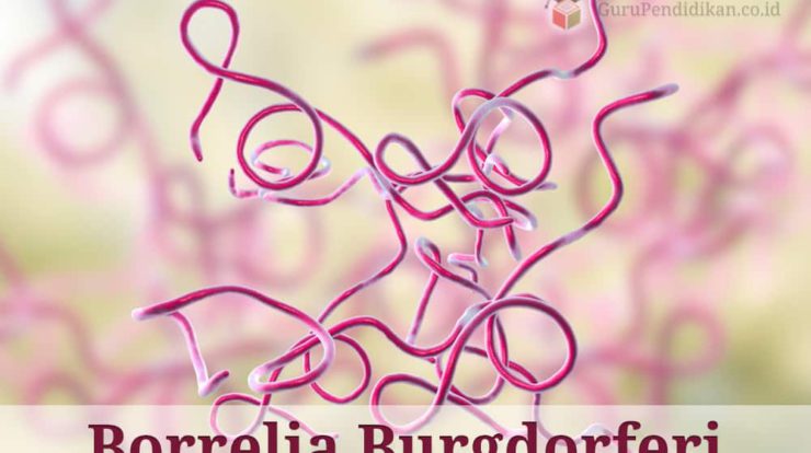 pengertian-borrelia-burgdorferi-3721141-7333229-jpg