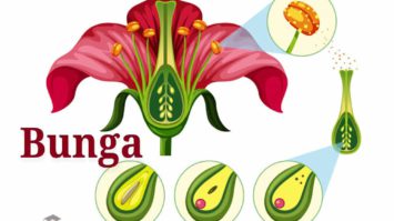 pengertian-bunga-1602552-8831426-jpg