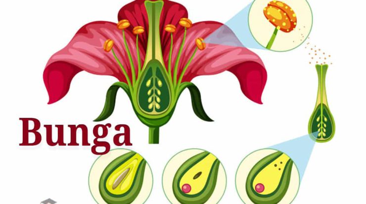 pengertian-bunga-1602552-8831426-jpg