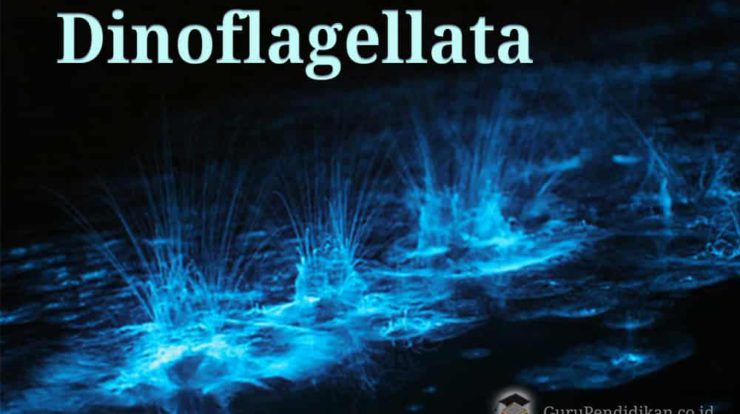 pengertian-dinoflagellata-3506535-7345211-jpg