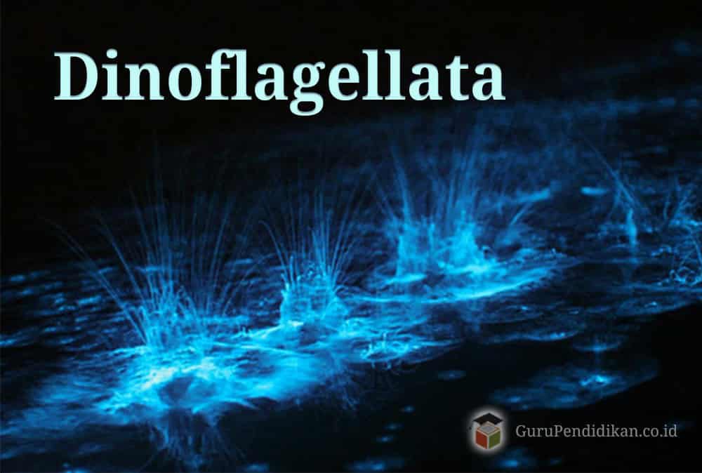 pengertian-dinoflagellata-3747682