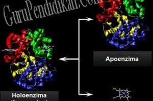 pengertian-enzim-300x259-5128212-7985907-jpg