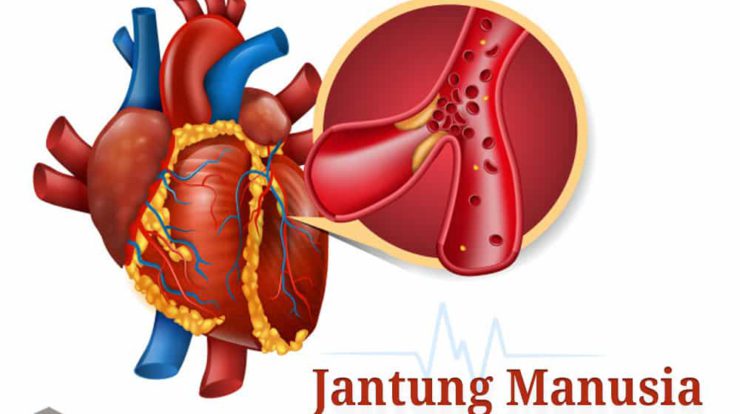 pengertian-jantung-manusia-struktur-dan-fungsinya-3071422-7642970-jpg