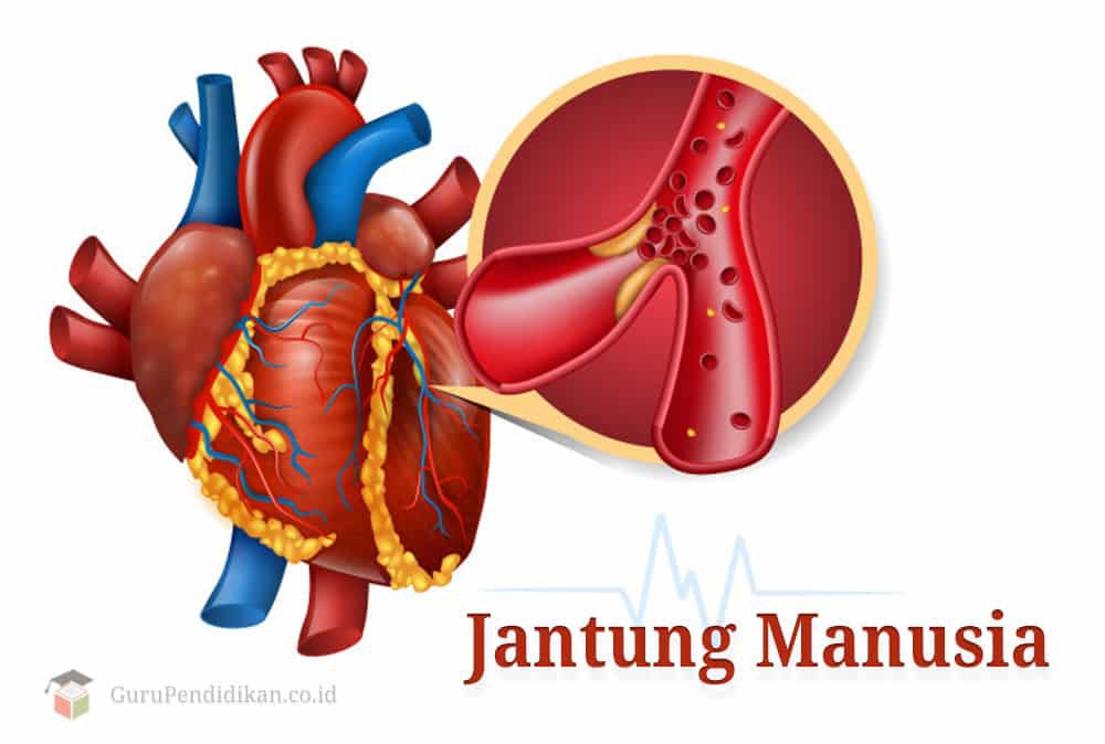 pengertian-jantung-manusia-struktur-dan-fungsinya-7371168