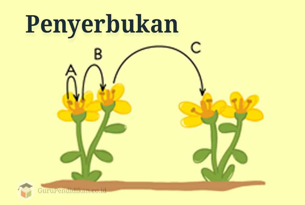 pengertian-penyerbukan-5294503