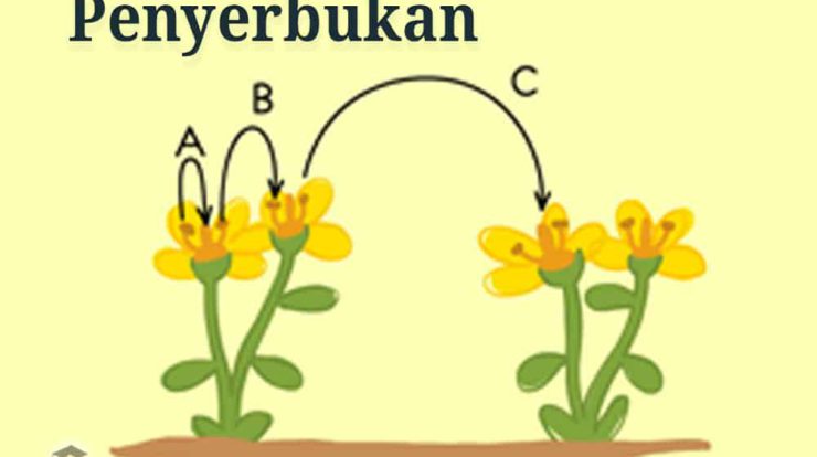 pengertian-penyerbukan-7640722-6405396-jpg