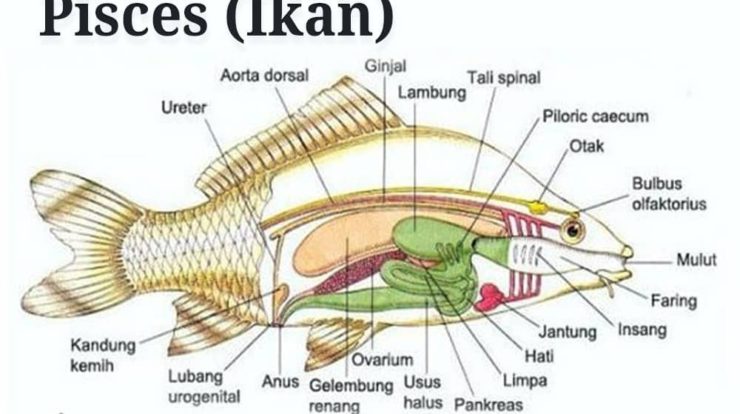 pengertian-pisces-ikan-4907401-6836463-jpg